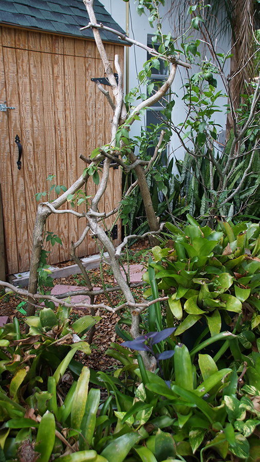 rustic wood trellis