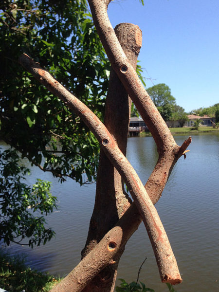 simple rustic wood trellis