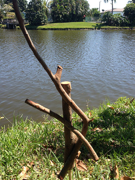 simple rustic wood trellis