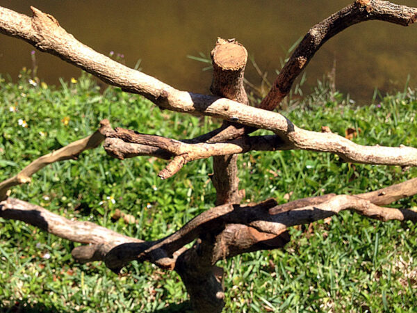 Rustic wood garden trellis