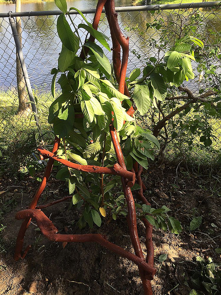 Large rustic tree branch wood trellis