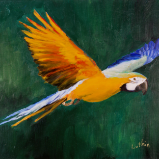 9”x12” Oil Painting of a Macaw Parrot on Panel