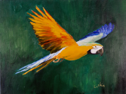 9”x12” Oil Painting of a Macaw Parrot on Panel