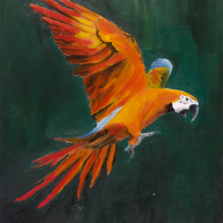 9”x12” Oil Painting of a Macaw Parrot on Panel