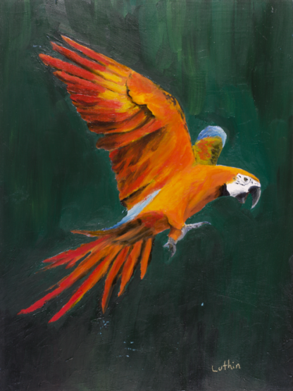 9”x12” Oil Painting of a Macaw Parrot on Panel