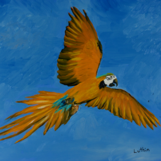 9”x12” Oil Painting of a Macaw Parrot on Panel