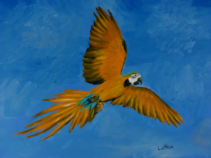 9”x12” Oil Painting of a Macaw Parrot on Panel
